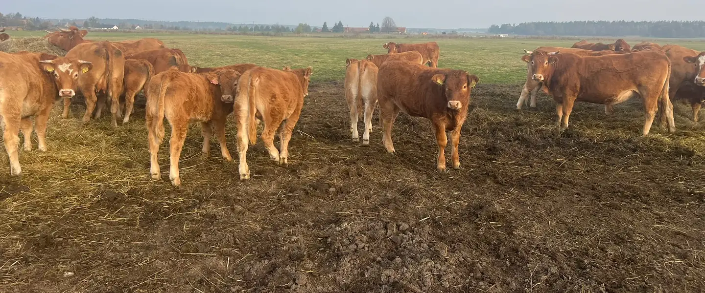 Stádo masného skotu na pastvě