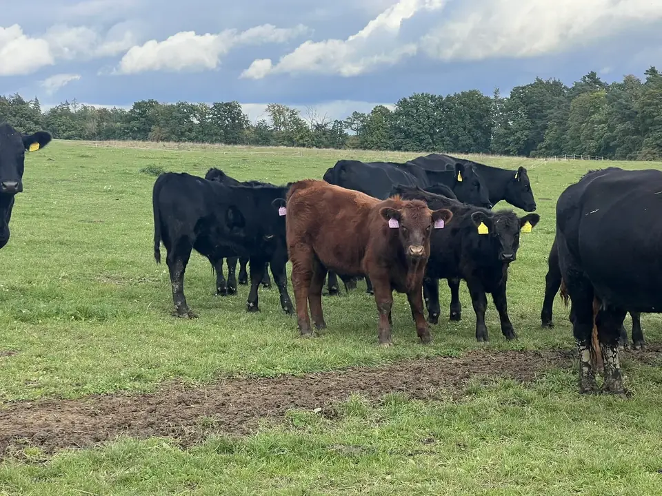Plemeno Aberdeen Angus