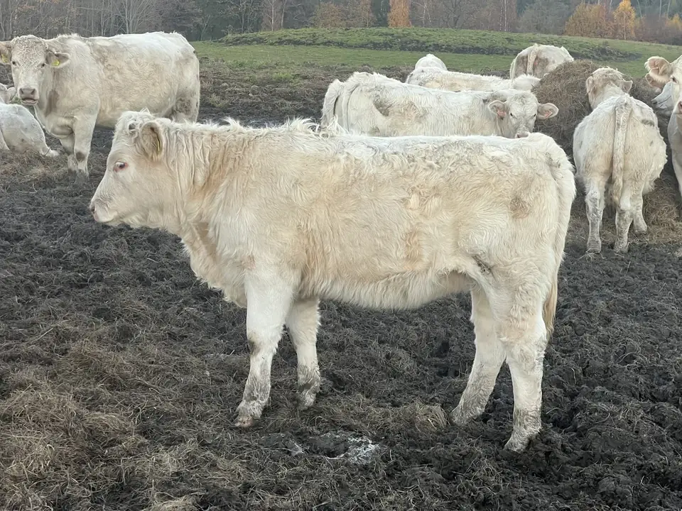 Plemeno Charolais