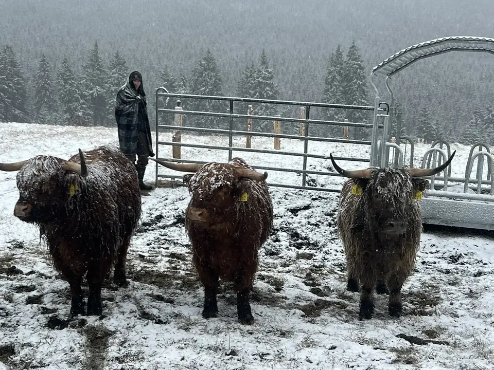 Plemeno Highland