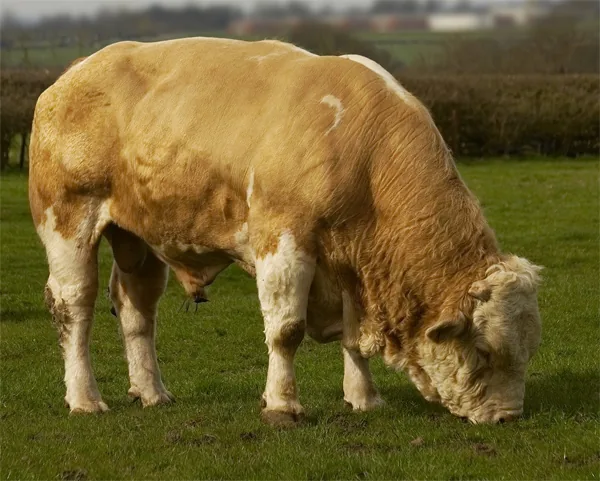 Zástavoví býci — Masný Simentál a Aberdeen Angus